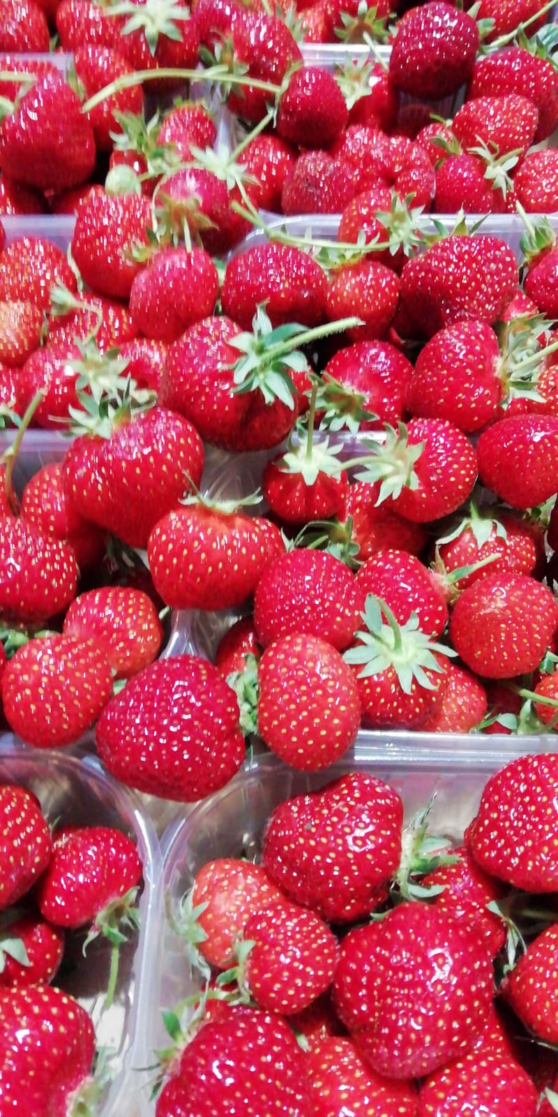 fragole_favetta_terracina_strafrutta_online_2020_2