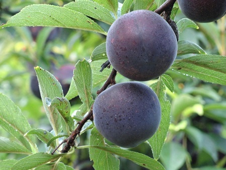 acquisto vendita frutta online spedizione gratuita