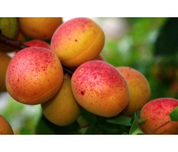 albicocca pellecchiella strafrutta 1