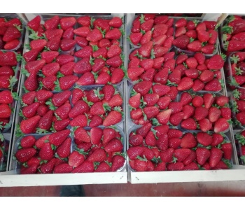 fragole stradoro candonga strafrutta 1