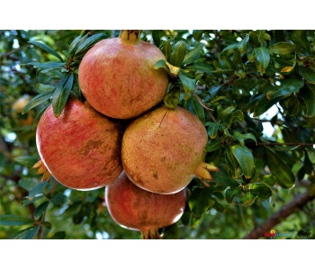 melograni-strafrutta-vendita-online-consegna-domicilio