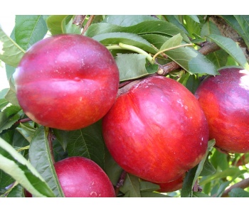 pesche nettarine harley bigtop strafrutta puglia
