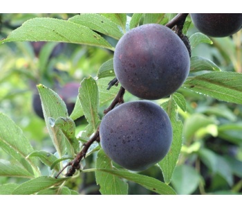 susine strafrutta 3